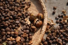 建筑材料绿色升级：茶皂素化身高性能混凝土引气剂