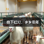 檐下红灯,岁岁年年(图4) 檐下红灯,岁岁年年(图4)