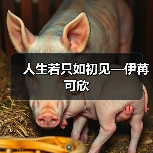 人生若只如初见—伊苒可欣（图1）