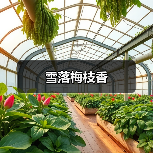 雪落梅枝香(图2) 雪落梅枝香(图2)