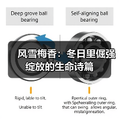 风雪梅香:冬日里倔强绽放的生命诗篇(图2) 风雪梅香:冬日里倔强绽放的生命诗篇(图2)