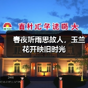 春夜听雨思故人，玉兰花开映旧时光