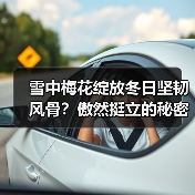 雪中梅花绽放冬日坚韧风骨?傲然挺立的秘密(图3) 雪中梅花绽放冬日坚韧风骨?傲然挺立的秘密(图3)