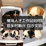 候鸟人才工作站如何赋能乡村振兴 白沙文旅产业融合发展路径解析(图4) 候鸟人才工作站如何赋能乡村振兴 白沙文旅产业融合发展路径解析(图4)