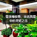 雪落梅枝香，陕北风雪中的坚韧之花