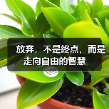 放弃，不是终点，而是走向自由的智慧