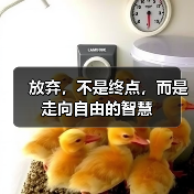 放弃，不是终点，而是走向自由的智慧（图4）