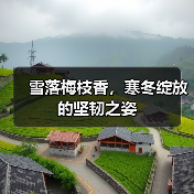 雪落梅枝香,寒冬绽放的坚韧之姿(图2) 雪落梅枝香,寒冬绽放的坚韧之姿(图2)