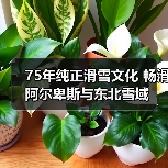75年纯正滑雪文化 畅滑阿尔卑斯与东北雪域（图2）