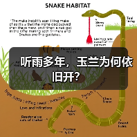 听雨多年,玉兰为何依旧开?(图2) 听雨多年,玉兰为何依旧开?(图2)
