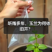 听雨多年，玉兰为何依旧开？