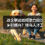 政企联动如何助力白沙乡村振兴？候鸟人才工作站开启合作新篇章