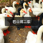 巴山背二歌(图3) 巴山背二歌(图3)