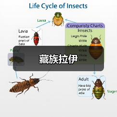 藏族拉伊(图4) 藏族拉伊(图4)