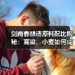 剑南春酿造原料配比揭秘：高粱、小麦如何成就美酒？（图3）