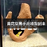 黄花梨易手高峰期到来(图3) 黄花梨易手高峰期到来(图3)